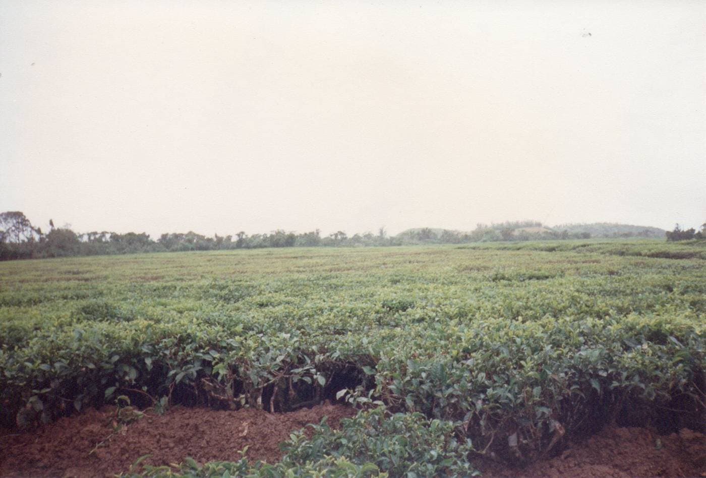 Bois Chéri Tea Estate, Mauritius