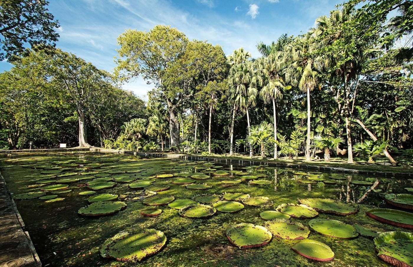 Pamplemousses Botanical Garden, Mauritius
